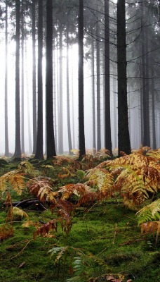 лес туман папоротник мох деревья ели