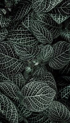 листья фиттония растение кусты