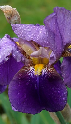 цветок фиолетовый капли крупный план