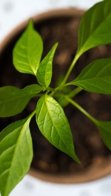 растение листья горшочек зеленое