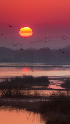 закат болото птицы багровый