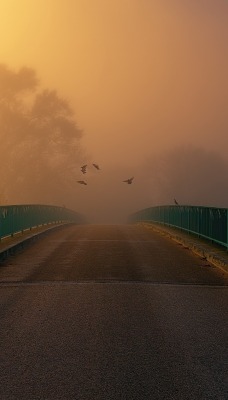 мост туман дорога на рассвете