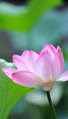 цветок кувшинка розовый лист