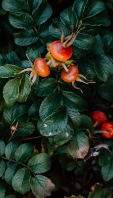 шиповник куст ягоды листья
