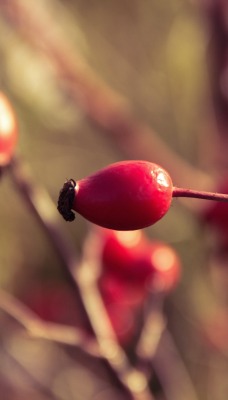 шиповник ягода красный ветка