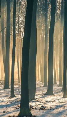 лес стволы деревья туман