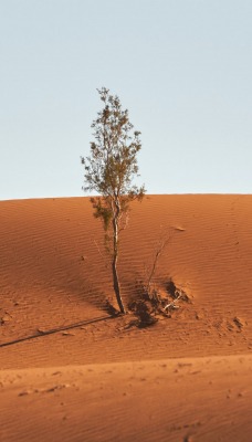 пустыня дюна дерево песок
