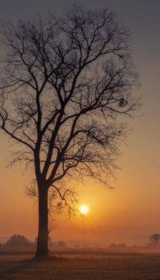 дерево рассвет туман степь