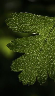 лист крупный план зеленый