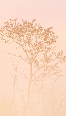 дерево туман минимализм
