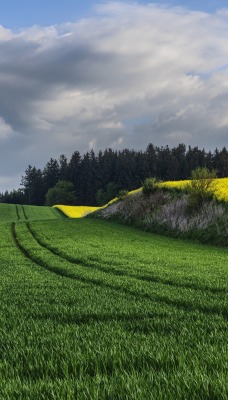 поле зеленое рапс