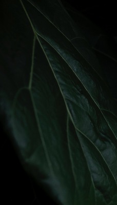 лист зеленый темнота