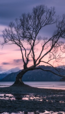 дерево сухое дерево залив