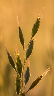 трава крупный план зерна