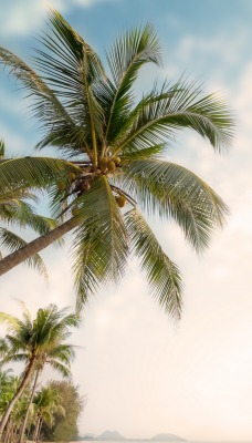 пальма кокос ветви