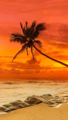 пальмы закат берег море