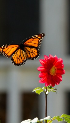 бабочка монарх цветок крупный план