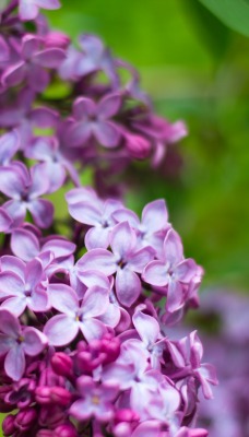 сирень весна цветы фиолетовый
