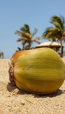 кокос песок пальмы