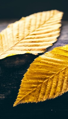 листья желтые осень