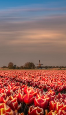 тюльпаны поле голандия