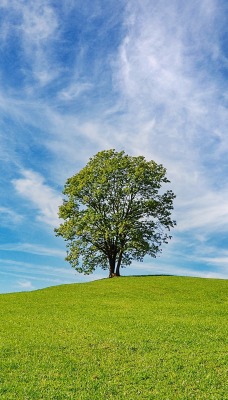 дерево лужайка небо природа