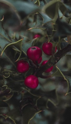 ягоды ветка листья крупный план