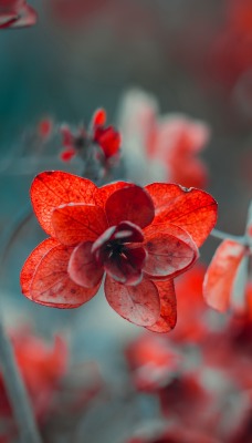 цветы красные размытый фон