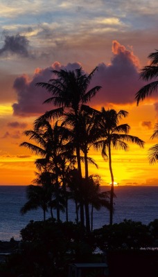 пальмы закат море горизонт