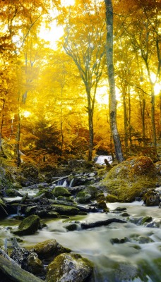 осень речка камни лес лучи