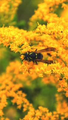 цветы желтые макро пчела