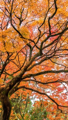 осень листья дерево ветви