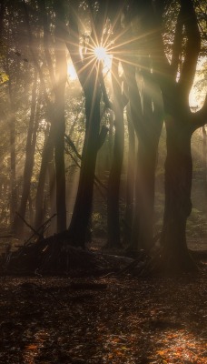 лес солнце лучи утро природа деревья