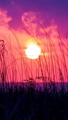 закат трава солнце