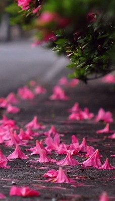 цветки асфальт розовые ветка опавшие