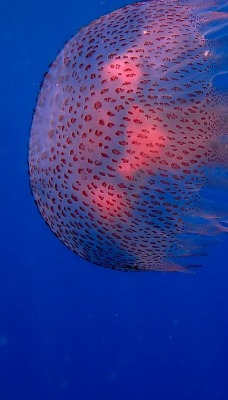 медуза под водой океан