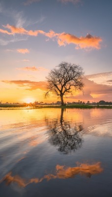 озеро дерево рассвет