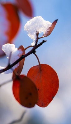 ветка оттепель снег листья