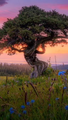 дерево на закате поле трава васильки
