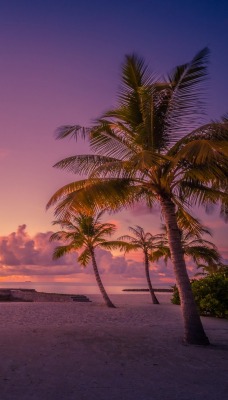 горизонт пальмы берег песок пляж закат