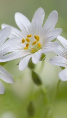 ромашка макро цветы полевые белые