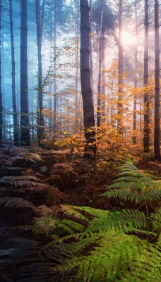 лес осень лучи солнце