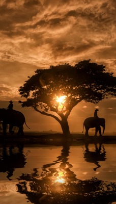 африка водоем дерево слоны закат