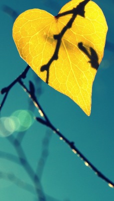 ветви лист осень небо блики