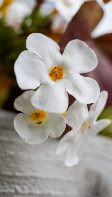 цветок белый лепестки изгородь