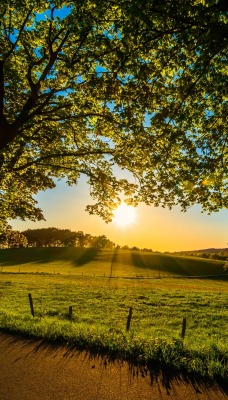 поле рассвет солнце деревья