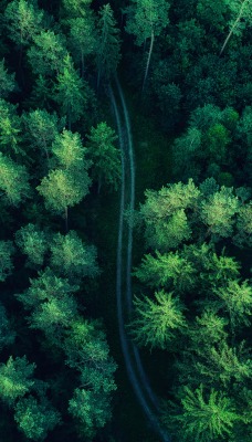 лес дорога ландшафт вид с высоты