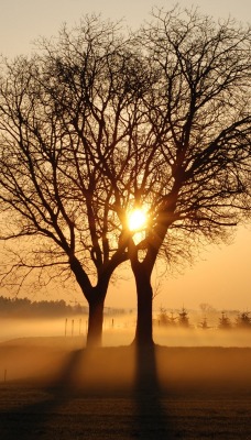 деревья поле утро рассвет туман