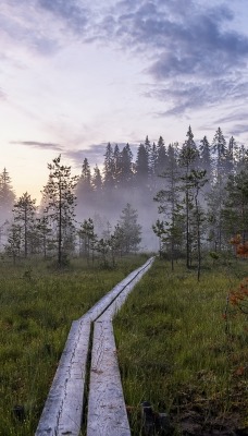 лес тропинка болото утро туман