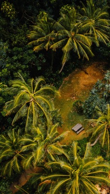 ландшафт высота пальмы лес